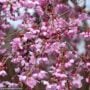 Cherry Blossom – Pink Cascade Weeping – #15 Container